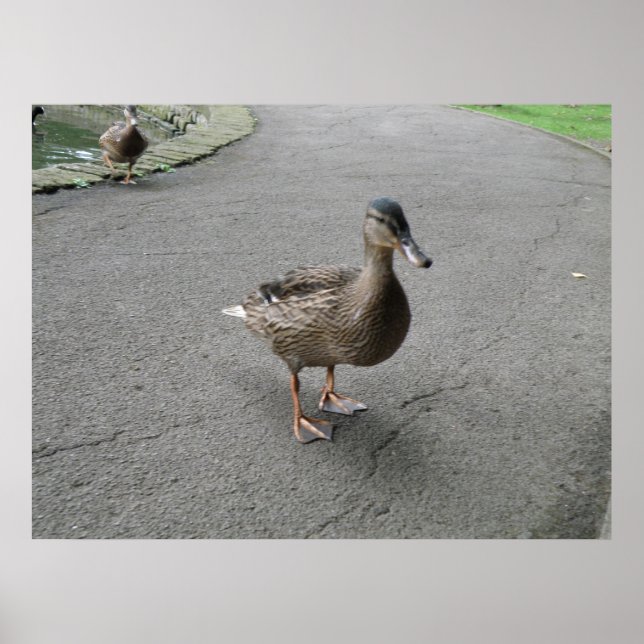 Funny Waddling Anka Skriv ut Poster (Framsidan)
