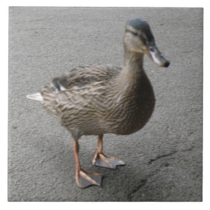 Funny Waddling Anka Tile Kakelplatta