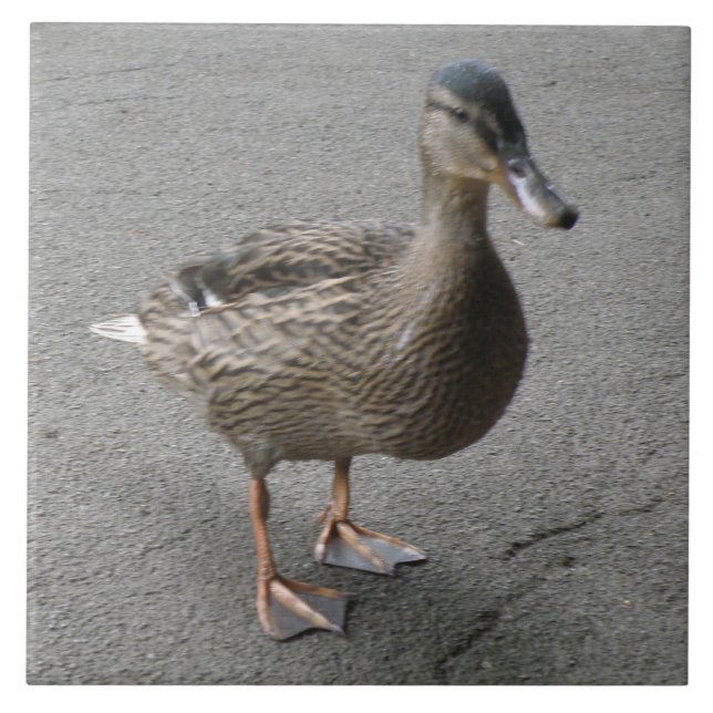 Funny Waddling Anka Tile Kakelplatta (Framsidan)