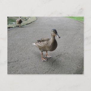 Funny Waddling Anka vykort