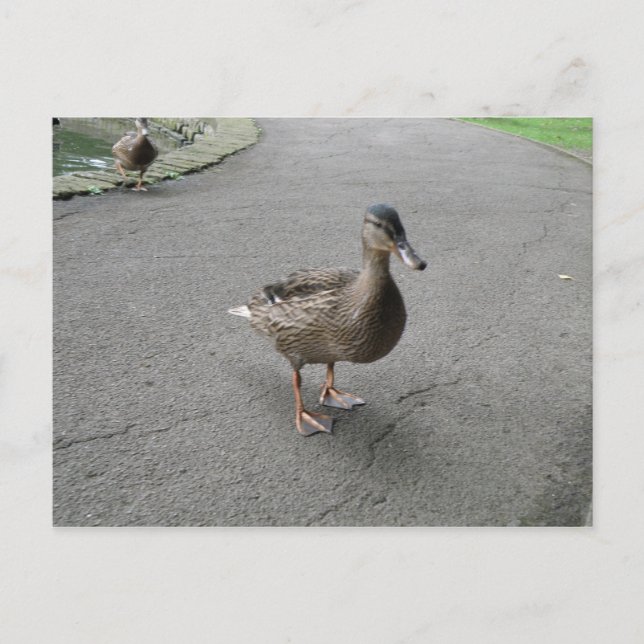 Funny Waddling Anka vykort (Framsida)