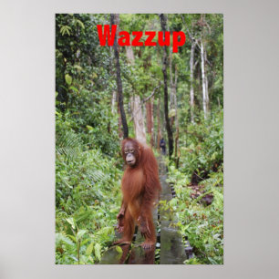 Funny Wazzup med Krista Orangutan Poster