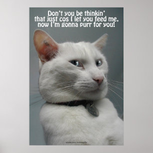 Funny White Cat Humor Pet-älskare Poster