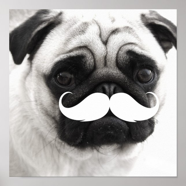 Funny White Mustache Pug Poster (Framsidan)