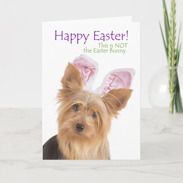 Funny Yorkie Påsk Card Helgkort (Framsida)