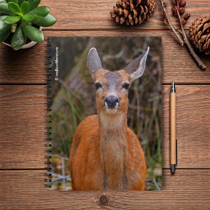 Funny Young Blacktail Hjort Smiles på Photographer Anteckningsbok