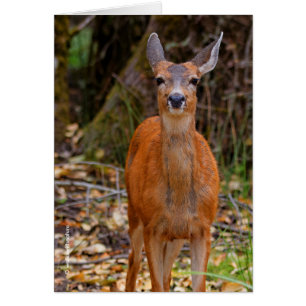 Funny Young Blacktail Hjort Smiles på Photographer Hälsningskort