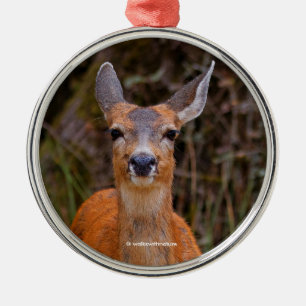 Funny Young Blacktail Hjort Smiles på Photographer Julgransprydnad Metall