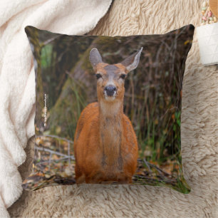 Funny Young Blacktail Hjort Smiles på Photographer Kudde
