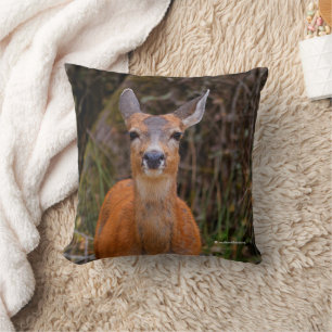 Funny Young Blacktail Hjort Smiles på Photographer Kudde