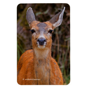 Funny Young Blacktail Hjort Smiles på Photographer Magnet