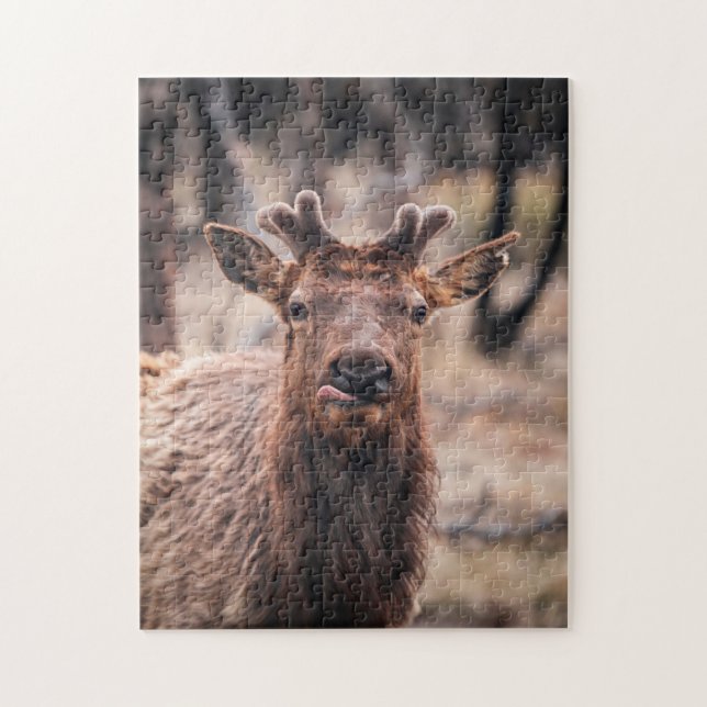 Funny Young Bull Elk Vild Animal Pussel (Vertikal)
