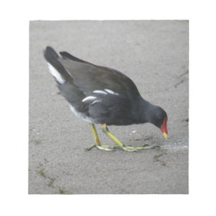 Funy Moorhen Ta ett Bow-Anteckningsblock Anteckningsblock