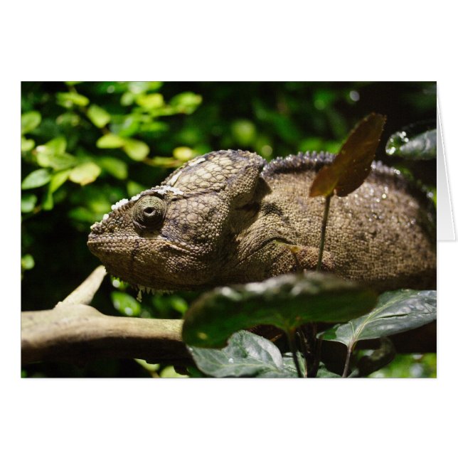 Furcifer oustaleti hälsningskort (Framsidan Horizontal)