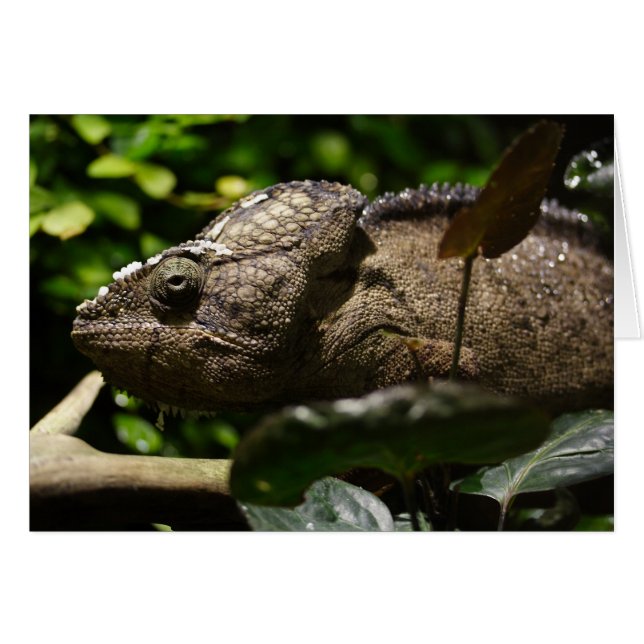 Furcifer oustaleti hälsningskort (Framsidan Horizontal)
