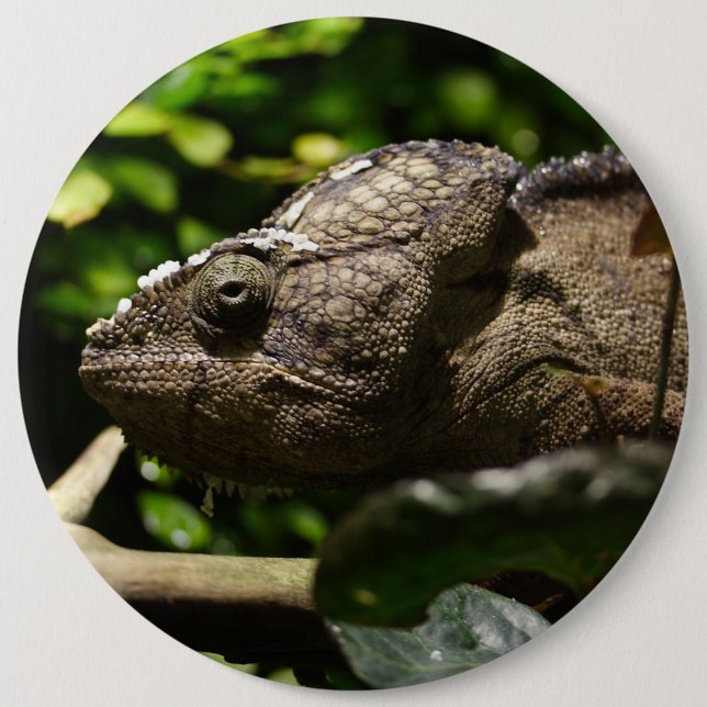 Furcifer oustaleti knapp (Framsida)