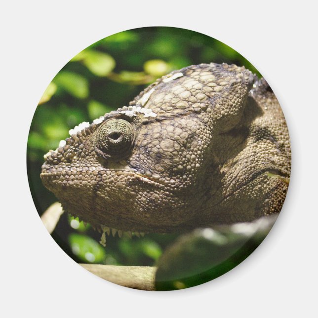 Furcifer oustaleti magnet (Framsidan)