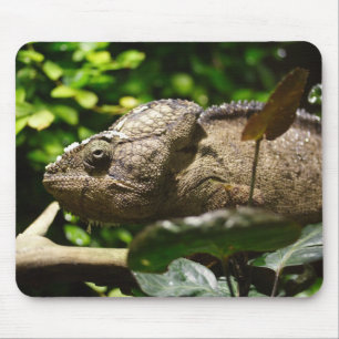 Furcifer oustaleti musmatta