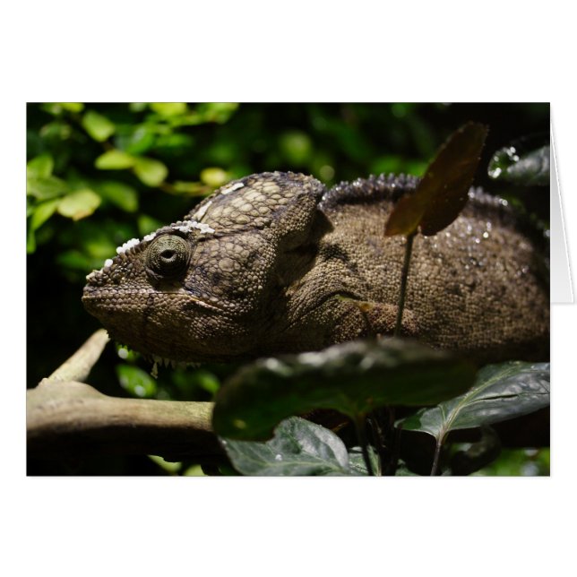 Furcifer oustaleti OBS kort (Framsidan Horizontal)