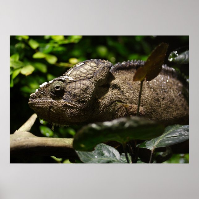 Furcifer oustaleti poster (Framsidan)