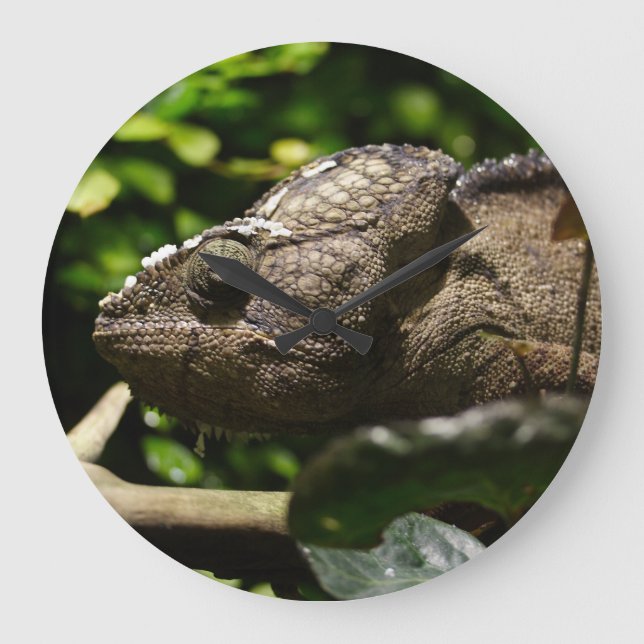 Furcifer oustaleti stor klocka (Framsida)