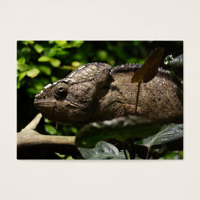 Furcifer oustaleti visitkort (Framsidan)