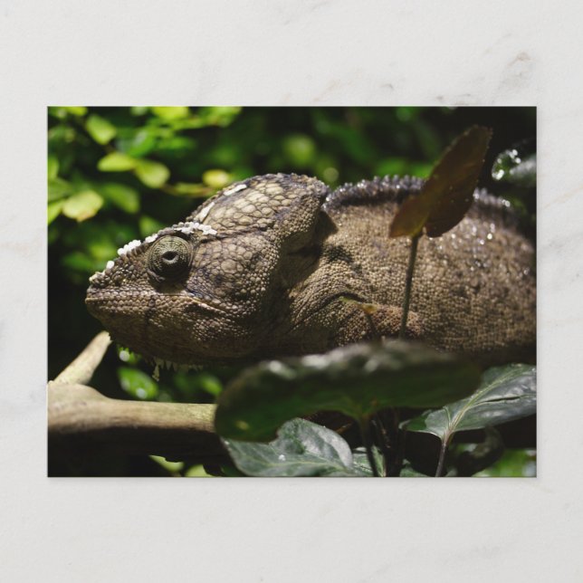 Furcifer oustaleti vykort (Framsida)