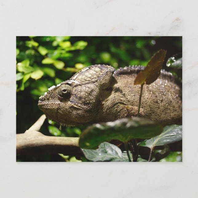 Furcifer oustaleti vykort (Framsida)
