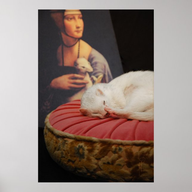 Furet sur coussin ro II Poster (Framsidan)