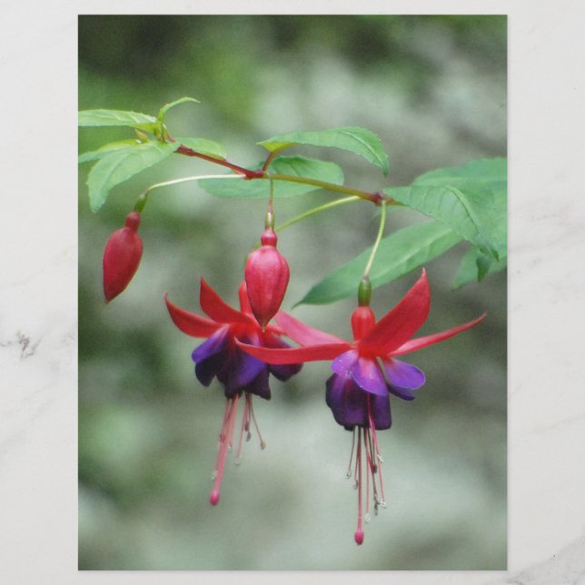 Fuschia1A.jpg (Framsida)