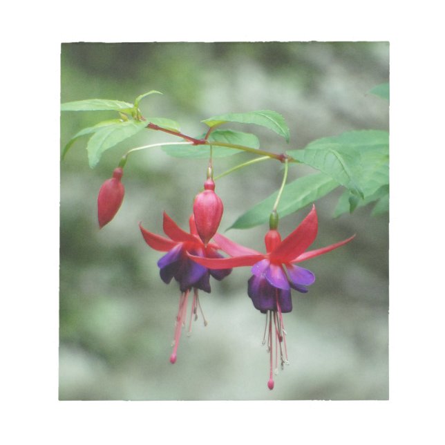 Fuschia1A.jpg Anteckningsblock (Framsida)