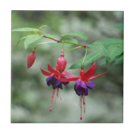 Fuschia1A.jpg Kakelplatta