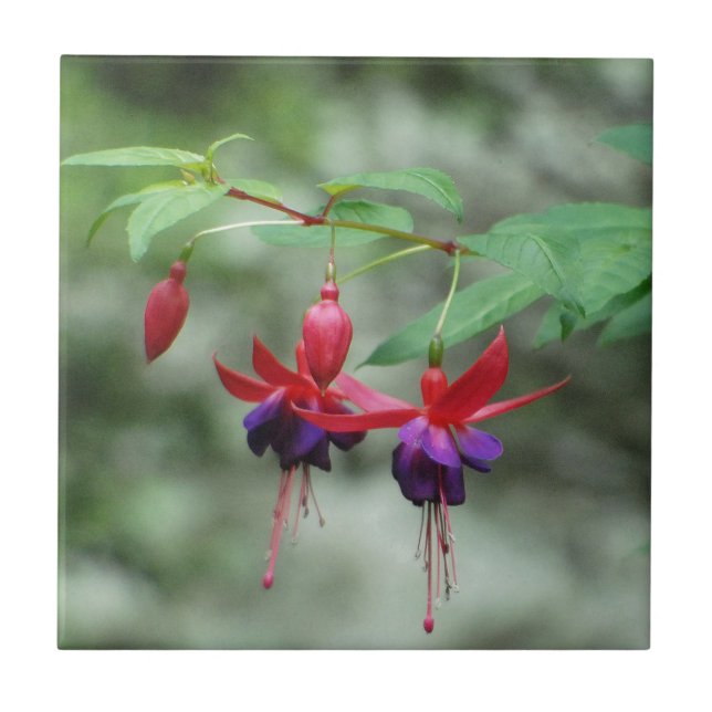 Fuschia1A.jpg Kakelplatta (Framsidan)