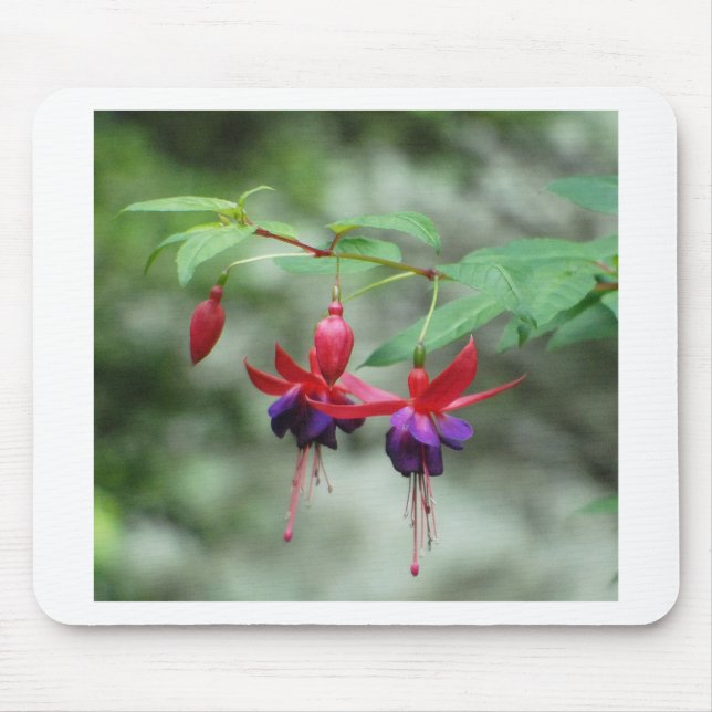 Fuschia1A.jpg Musmatta (Framsidan)