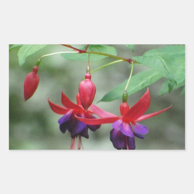 Fuschia1A.jpg Rektangulärt Klistermärke (Framsida)