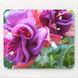 Fuschia Dio Musmatta
