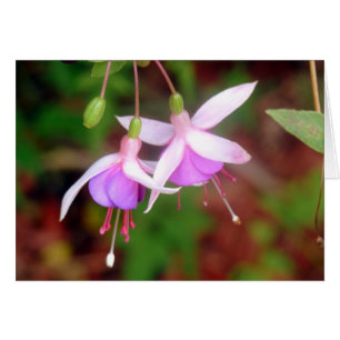 Fuschia Flowers Hälsningskort