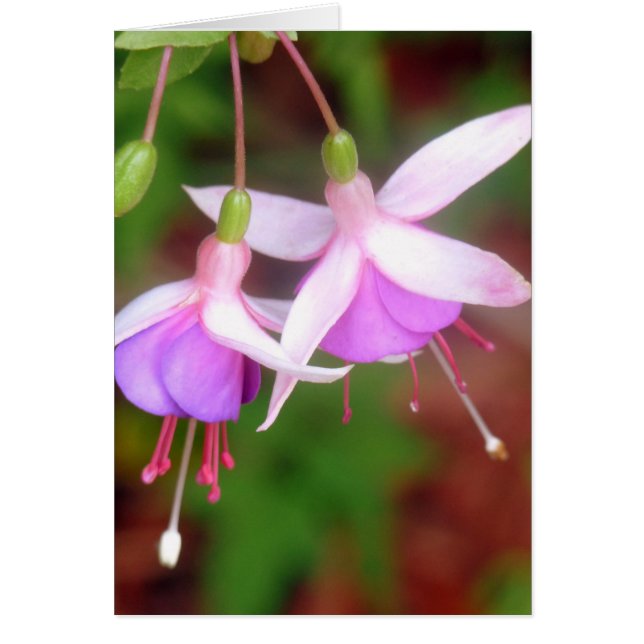 Fuschia Flowers Hälsningskort (Framsidan)