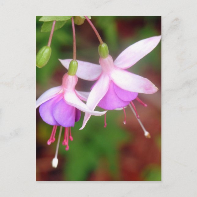 Fuschia Flowers Vykort (Framsida)