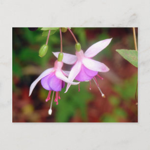 Fuschia Flowers Vykort