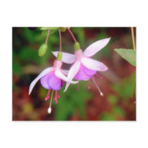 Fuschia Flowers
