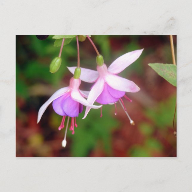 Fuschia Flowers Vykort (Framsida)