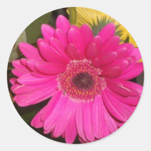 Fuschia Gerbera Daisy Sticker Runt Klistermärke