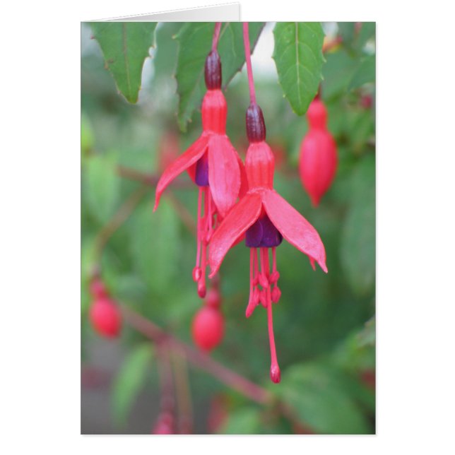 Fuschia, Irland OBS Kort (Framsidan)