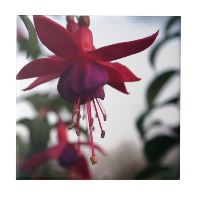 Fuschia Kakelplatta (Framsidan)