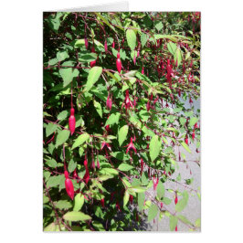 Fuschia kort