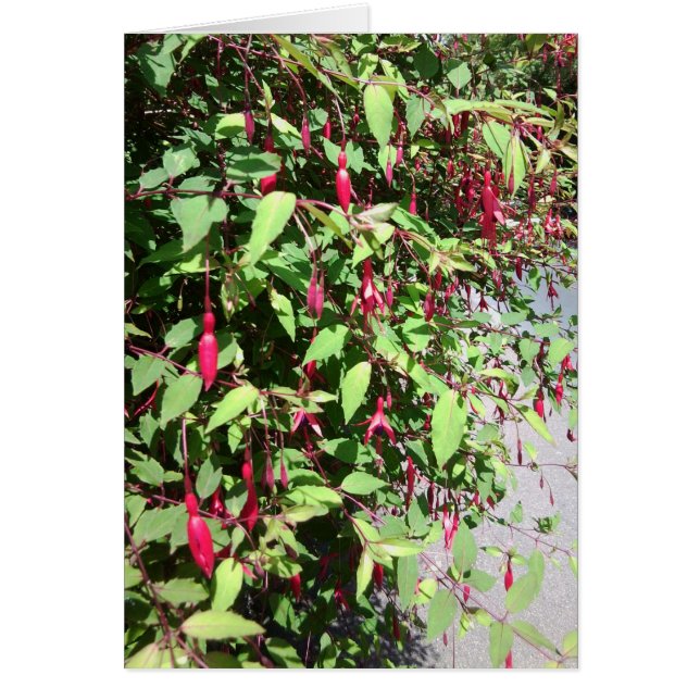 Fuschia kort (Framsidan)