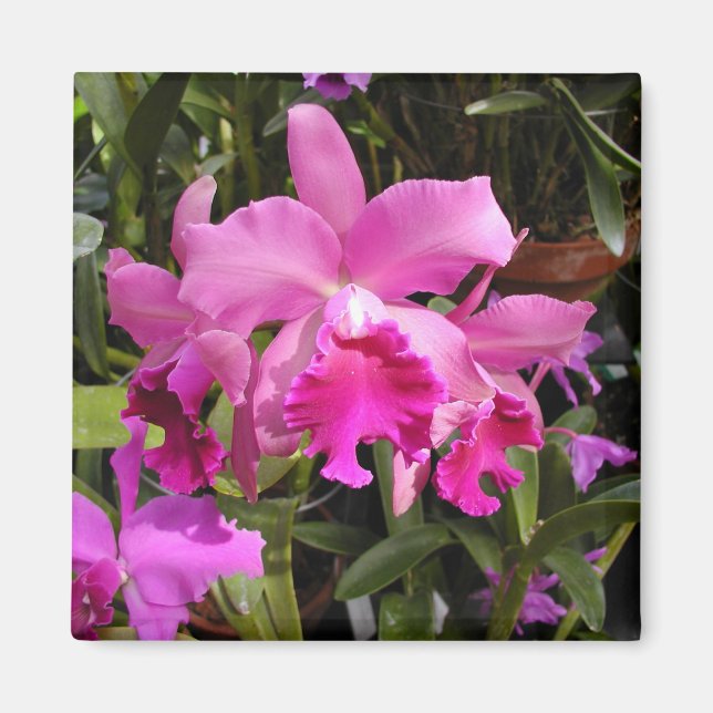 Fuschia Orchid Magnet (Framsidan)