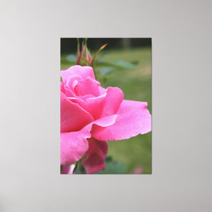 Fuschia Rosa Garden Ro Canvastryck