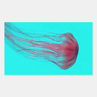 Fuschia Rosa Jellyfish on Aqua Blue Grönt Rektangulärt Klistermärke